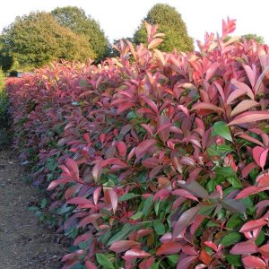 Červienka Fraserova (Photinia × fraseri) ´CARRÉ ROUGE´ - výška 60-80cm, kont. C5L